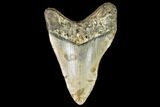 Fossil Megalodon Tooth - North Carolina #109553-2